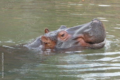 hippopotamus in water smile