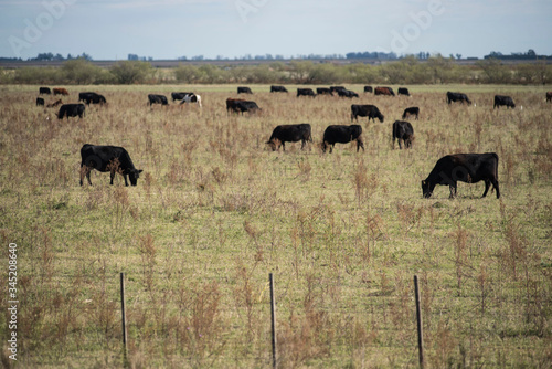 Wallpaper Mural Ganado vacuno en campos de la zona de Monte Buey Cordoba..30-04-20.Foto: Marcelo Manera Torontodigital.ca