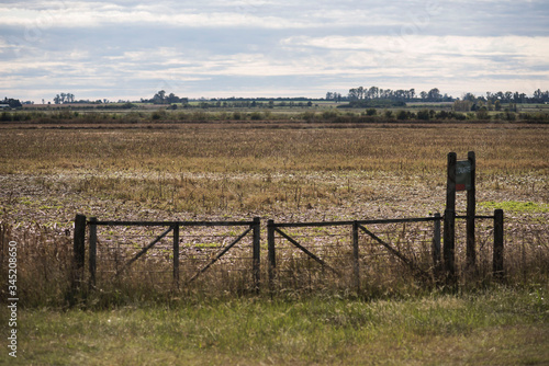 Wallpaper Mural Ganado vacuno en campos de la zona de Monte Buey Cordoba..30-04-20.Foto: Marcelo Manera Torontodigital.ca