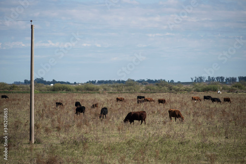Wallpaper Mural Ganado vacuno en campos de la zona de Monte Buey Cordoba..30-04-20.Foto: Marcelo Manera Torontodigital.ca