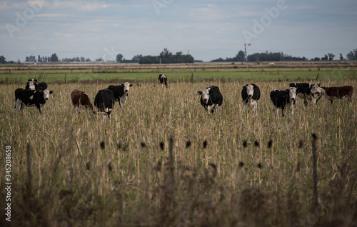 Wallpaper Mural Ganado vacuno en campos de la zona de Monte Buey Cordoba..30-04-20.Foto: Marcelo Manera Torontodigital.ca