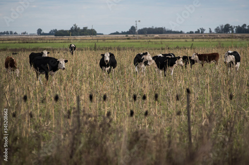 Wallpaper Mural Ganado vacuno en campos de la zona de Monte Buey Cordoba..30-04-20.Foto: Marcelo Manera Torontodigital.ca