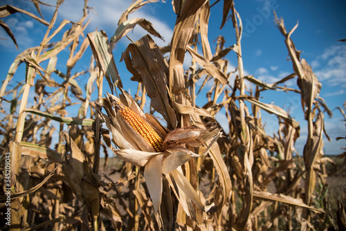 Wallpaper Mural plantaciones de maiz en la zona de Monte Buey cordoba.30-04-20.Foto: Marcelo Manera Torontodigital.ca