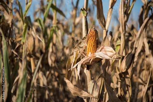 Wallpaper Mural plantaciones de maiz en la zona de Monte Buey cordoba.30-04-20.Foto: Marcelo Manera Torontodigital.ca