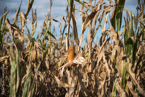 Wallpaper Mural plantaciones de maiz en la zona de Monte Buey cordoba.30-04-20. Torontodigital.ca