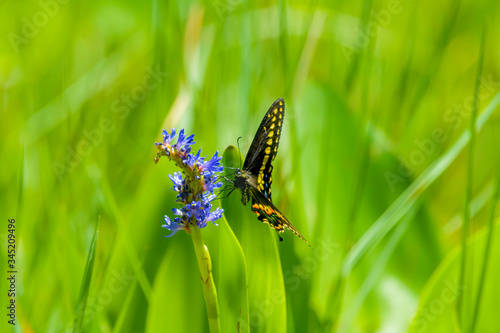 Butterfly on weed photo