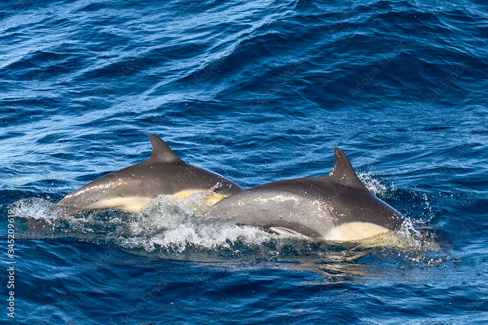 Fototapeta premium dolphin jumping out of water