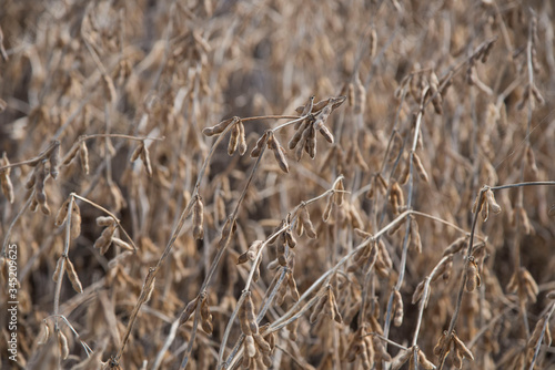 Wallpaper Mural Cocecha de soja de segunda zona de Monte Buey Cordoba.30-04-20.Foto: Marcelo Manera Torontodigital.ca