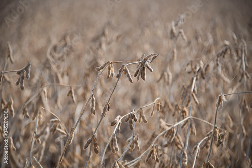 Wallpaper Mural Cocecha de soja de segunda zona de Monte Buey Cordoba.30-04-20.Foto: Marcelo Manera Torontodigital.ca