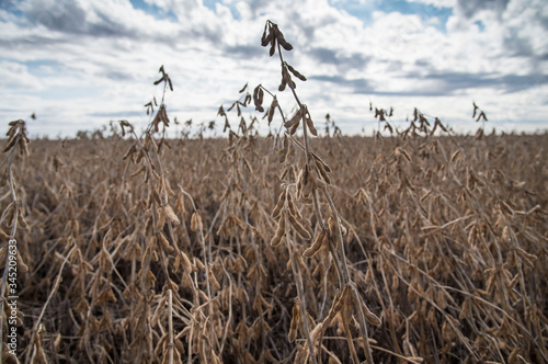 Wallpaper Mural Cocecha de soja de segunda zona de Monte Buey Cordoba.30-04-20.Foto: Marcelo Manera Torontodigital.ca