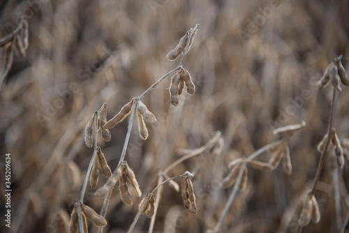Wallpaper Mural Cocecha de soja de segunda zona de Monte Buey Cordoba.30-04-20.Foto: Marcelo Manera Torontodigital.ca