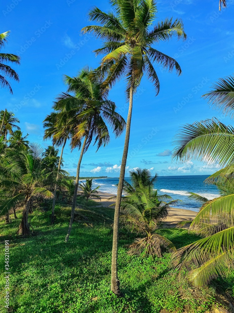 palm trees on the beach