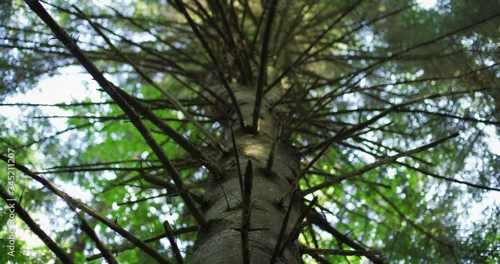 Large Wild Spruce Tree from Low Angle Perspective Large Wild Spruce Tree from Low Angle Perspective
