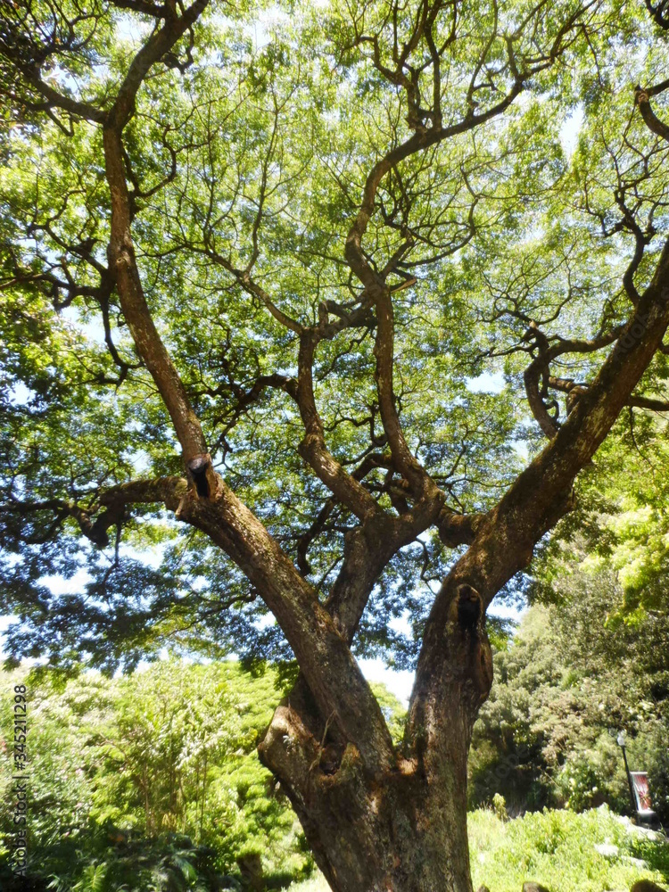 Naklejka premium Network of Nature Expressed in Tree Twigs
