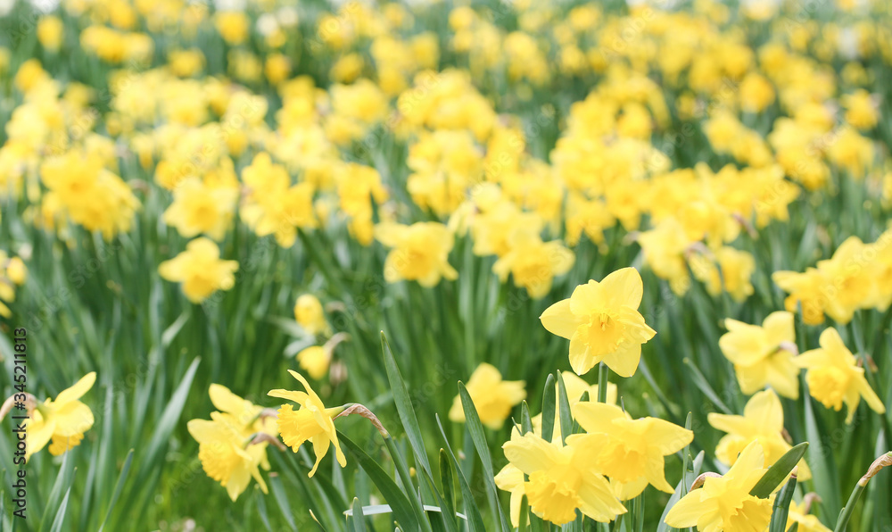 Yellow narcissus flower of the amaryllis family, in a garden in Niagara On The Lake, Canada