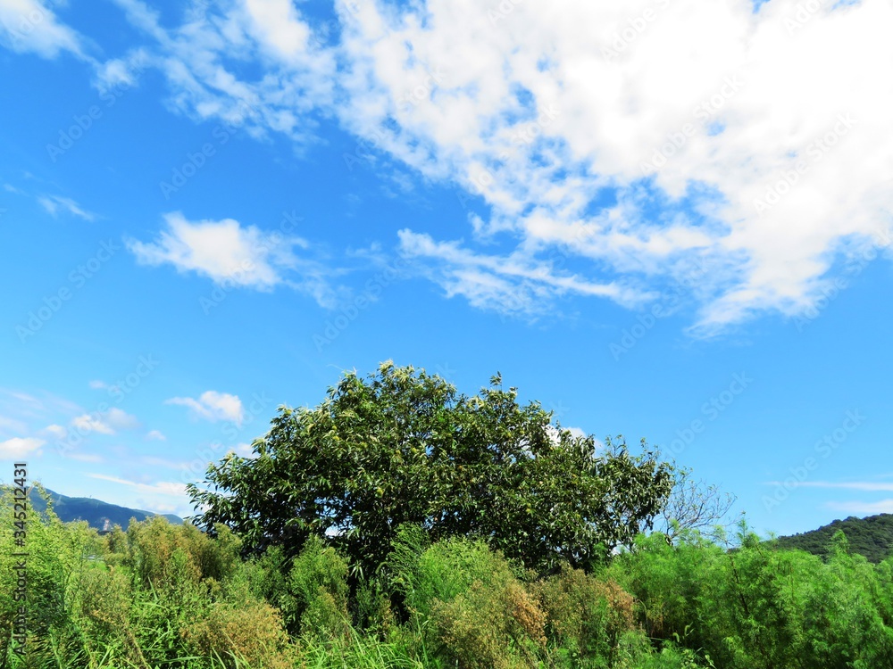 日本の田舎の風景　9月　栗の木と青空