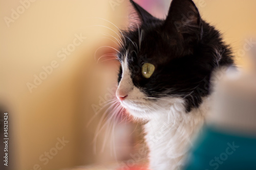 close up portrait of a cat