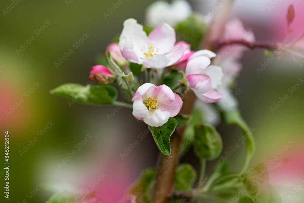 Bright spring background with flowers of fruit trees. Spring. Spring Garden. Close-up