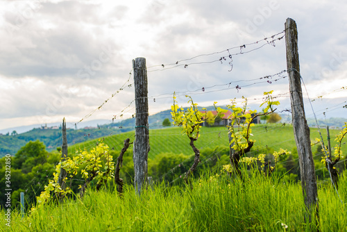 Crops of grape plants cultivated for wine. Spring time in Austrian vineyards. South Styria tourist spot. photo