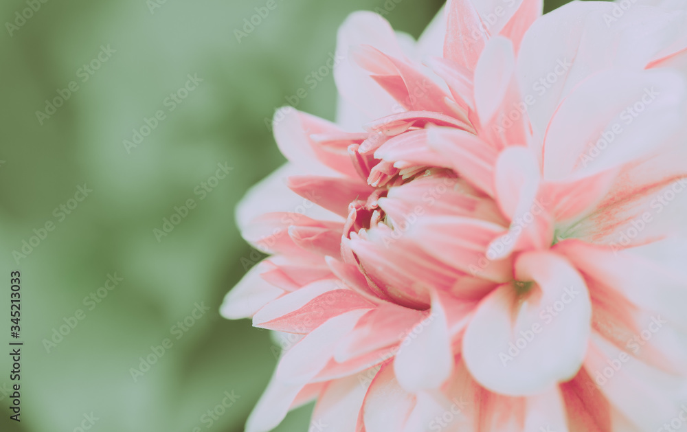 Beautiful Pink Dahlia Flower; Isolated and closed up; Japanese vintage style Beautiful Pink Dahlia Flower; Isolated and closed up; Japanese vintage style