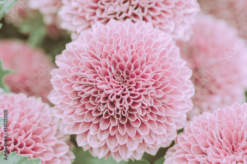Beautiful Pink Dahlia Flower  Isolated and closed up  Japanese vintage style