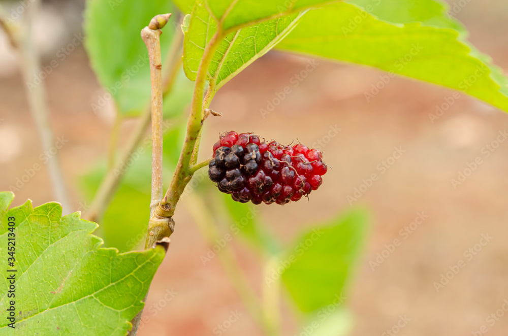 Isolated Mulberry