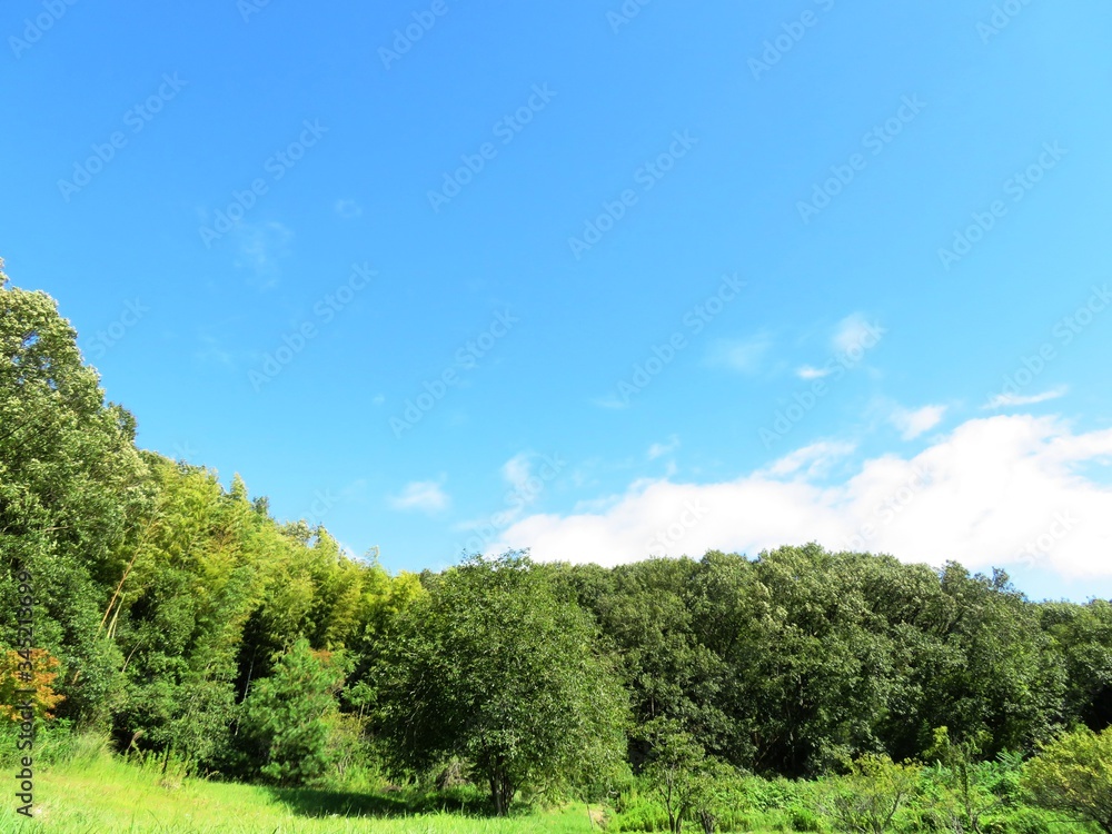 日本の田舎の風景　9月　初秋　山の木々　柿の木