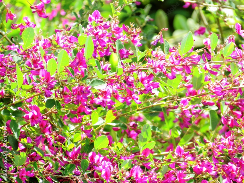 日本の田舎の風景　9月　花　萩