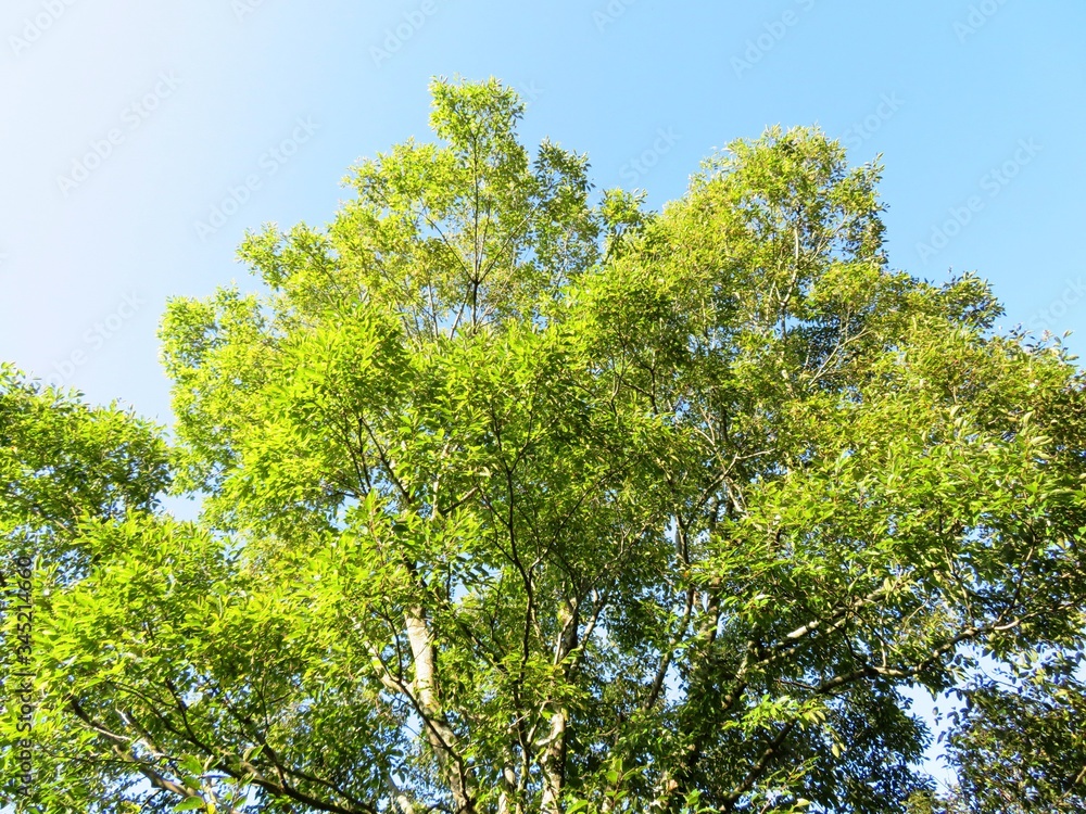 日本の田舎の風景　9月　山の木々