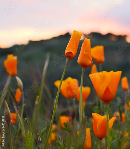 Tableau sur toile Wildflowers on Sulpher Mountain on the border of Ojai and Ventura, California