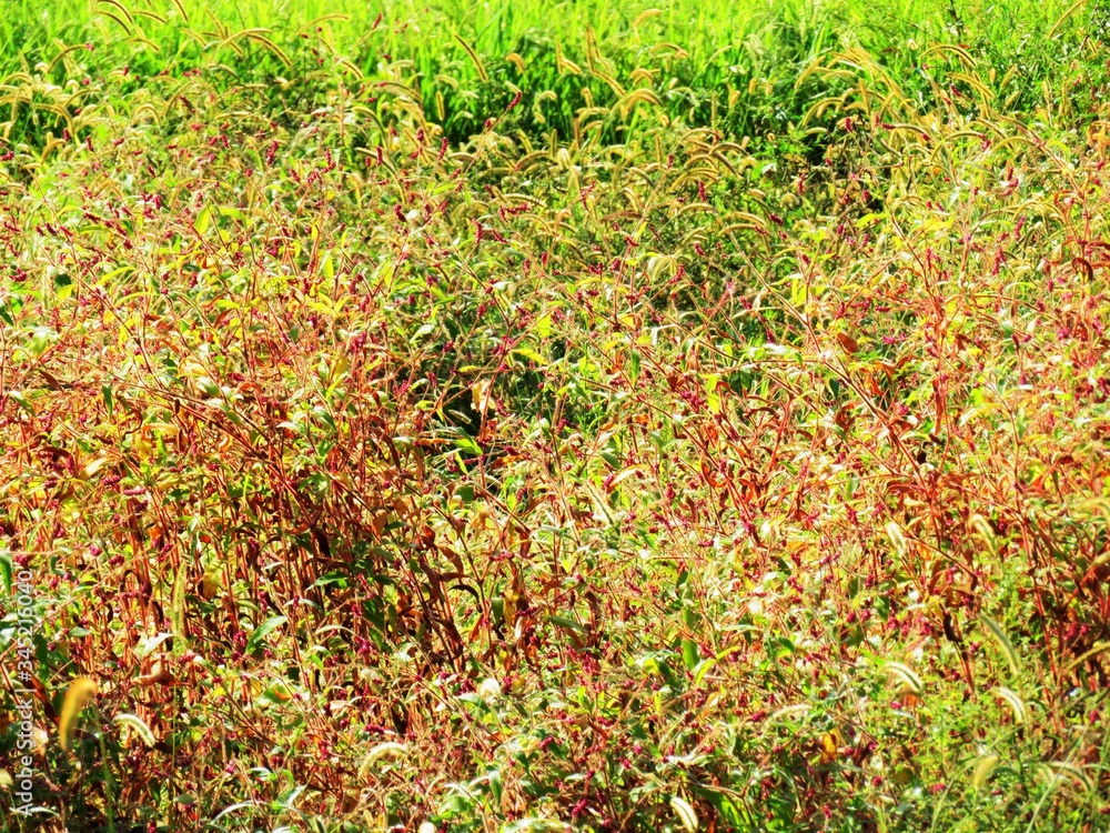 Obraz premium 日本の田舎の風景 9月 草 タデの紅葉