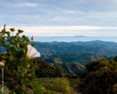 Wildflowers on Sulpher Mountain on the border of Ojai and Ventura, California 