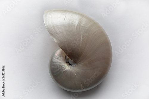 Exquisite mother of pearl chambered nautilus shell, swirl, isolated on white, horizontal aspect