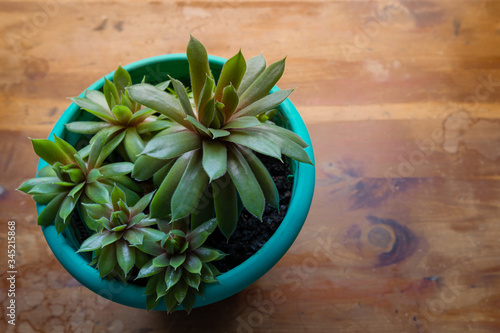 Small pot of beautiful green succulent plants on a richly colored table top, creative copy space, horizontal aspect