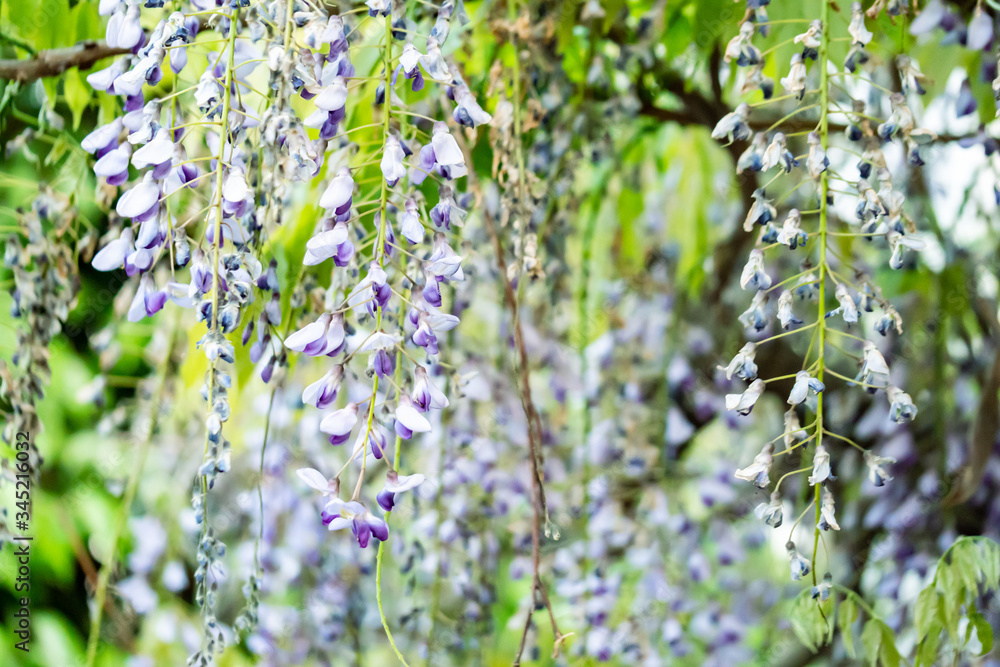 Fototapeta premium 藤の花 フジ