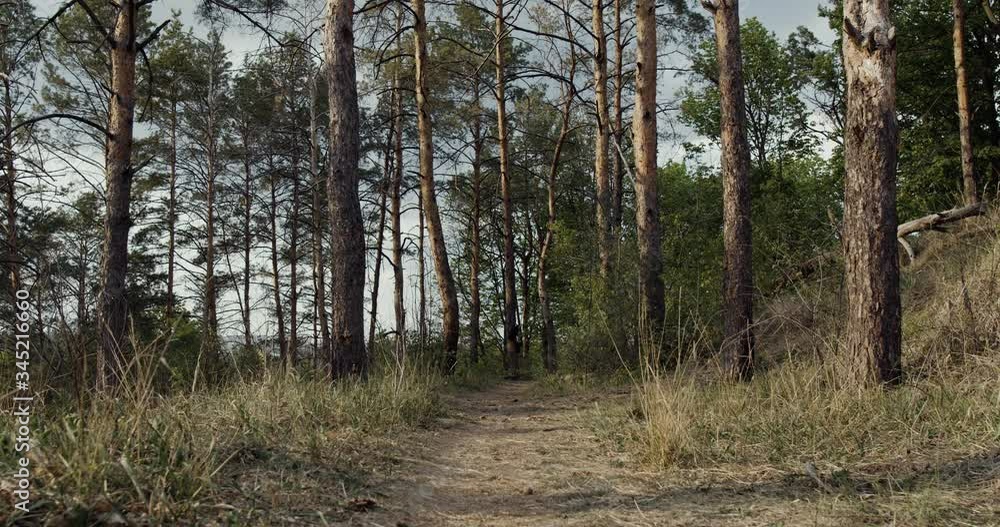 Walking inside a forest of tall trees at autumn, summer sun with long shadows. Pov gimbal stabilized view of someone walking inside a forest path. Walking inside a forest of tall trees at autumn, summer sun with long shadows. Pov gimbal stabilized view of someone walking inside a forest path.