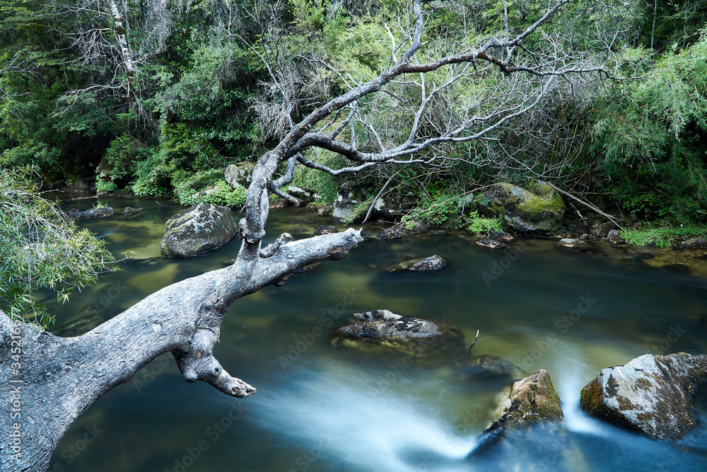 river in the forest with fallen tree river in the forest with fallen tree