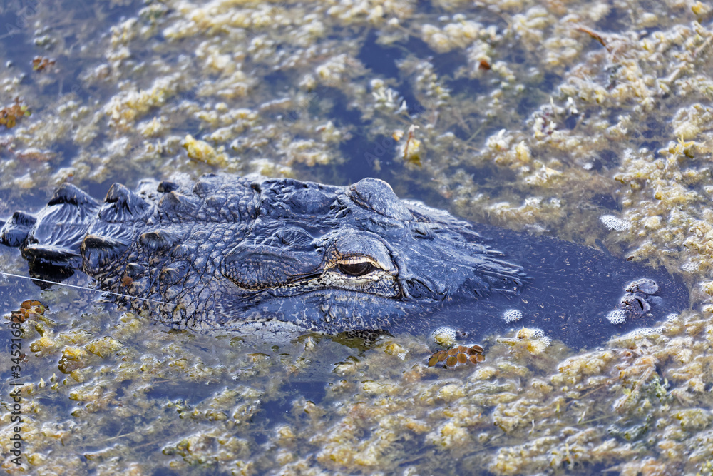American Alligator Hooked and Trailing Fishing Line. American Alligator Hooked and Trailing Fishing Line.