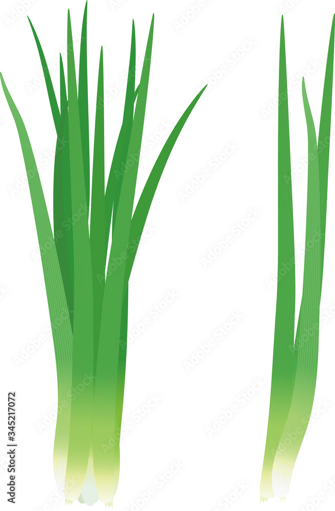 Illustration of two bunches of green onions on a white background. Illustration of two bunches of green onions on a white background.