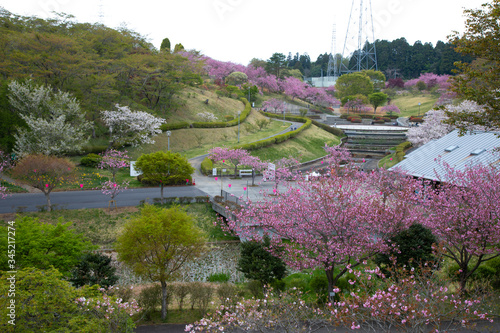 静峰公園（茨城県　日本）の満開に咲いた八重桜