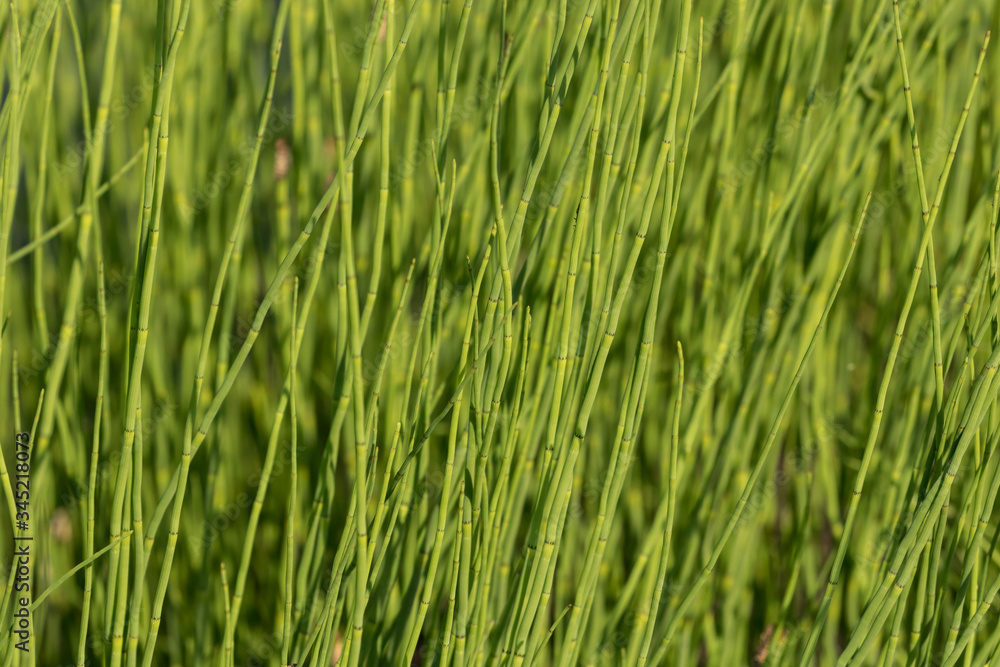 Closeup horizontal photography of green horsetail Closeup horizontal photography of green horsetail