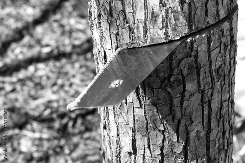 Black and white photo of sawing a tree with a hand saw in a forest photo