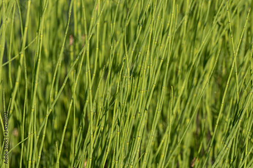 Closeup horizontal photography of green horsetail