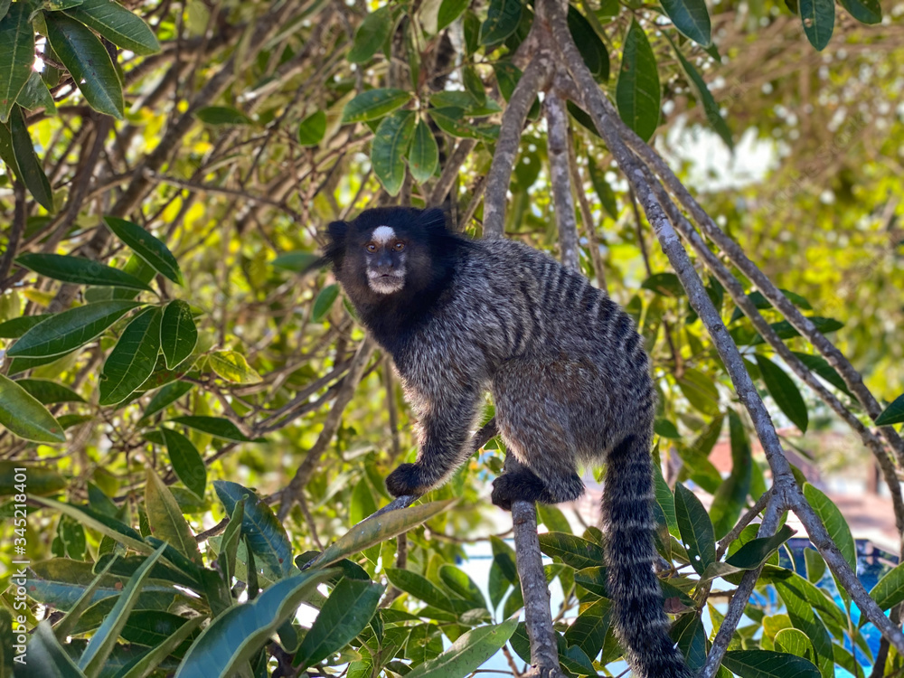 Lemur on tree