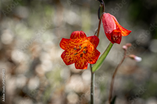 Red and orange wildflowers (Fritillaria recurva) with an abstract background on a sunny forest trail in Southern Oregon.