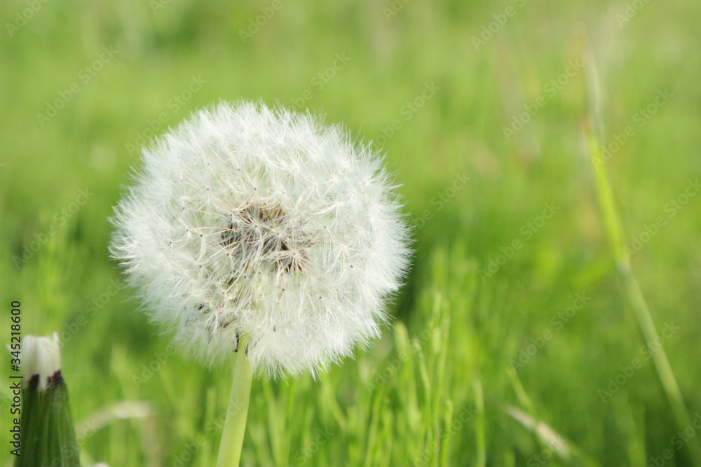 Fototapeta premium タンポポ