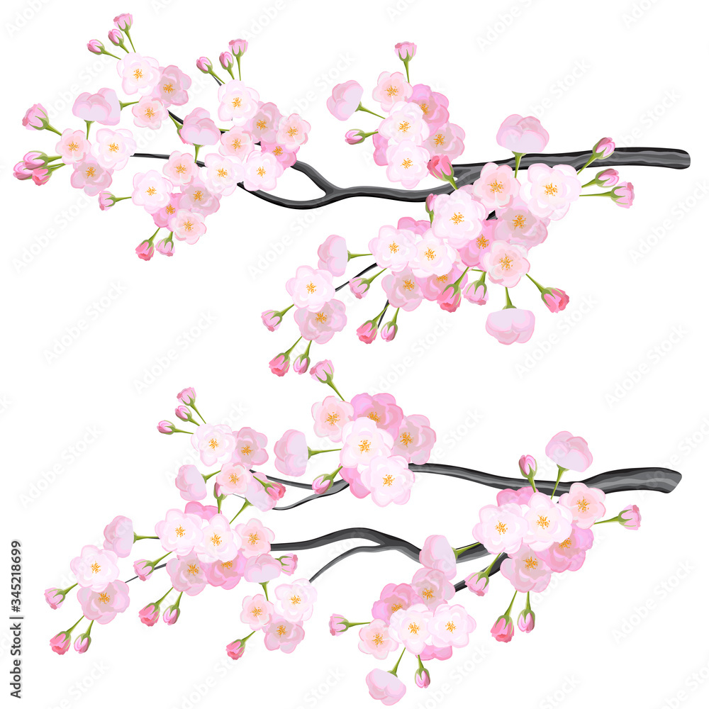 Naklejka premium Vector bright cherry flowers brabches on white background
