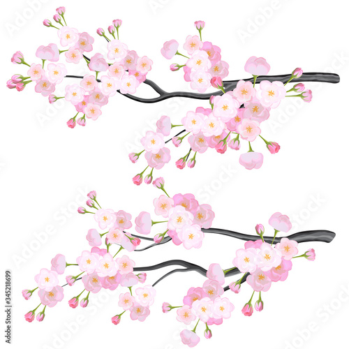 Vector bright cherry flowers brabches on white background