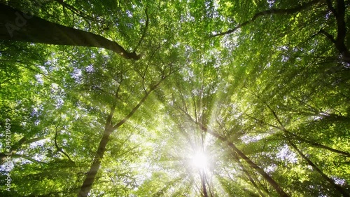Sunshine Filters through a High Canopy in Forest Wilderness