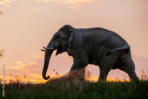 elephant in sunset